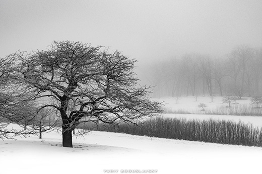 Fog in Arboretum